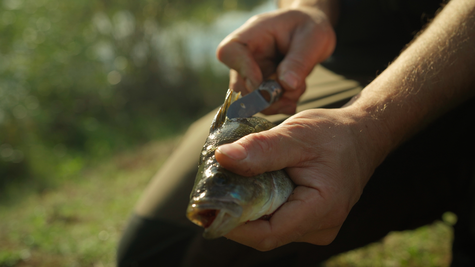 Ein Fisch wird in der Hand gehalten